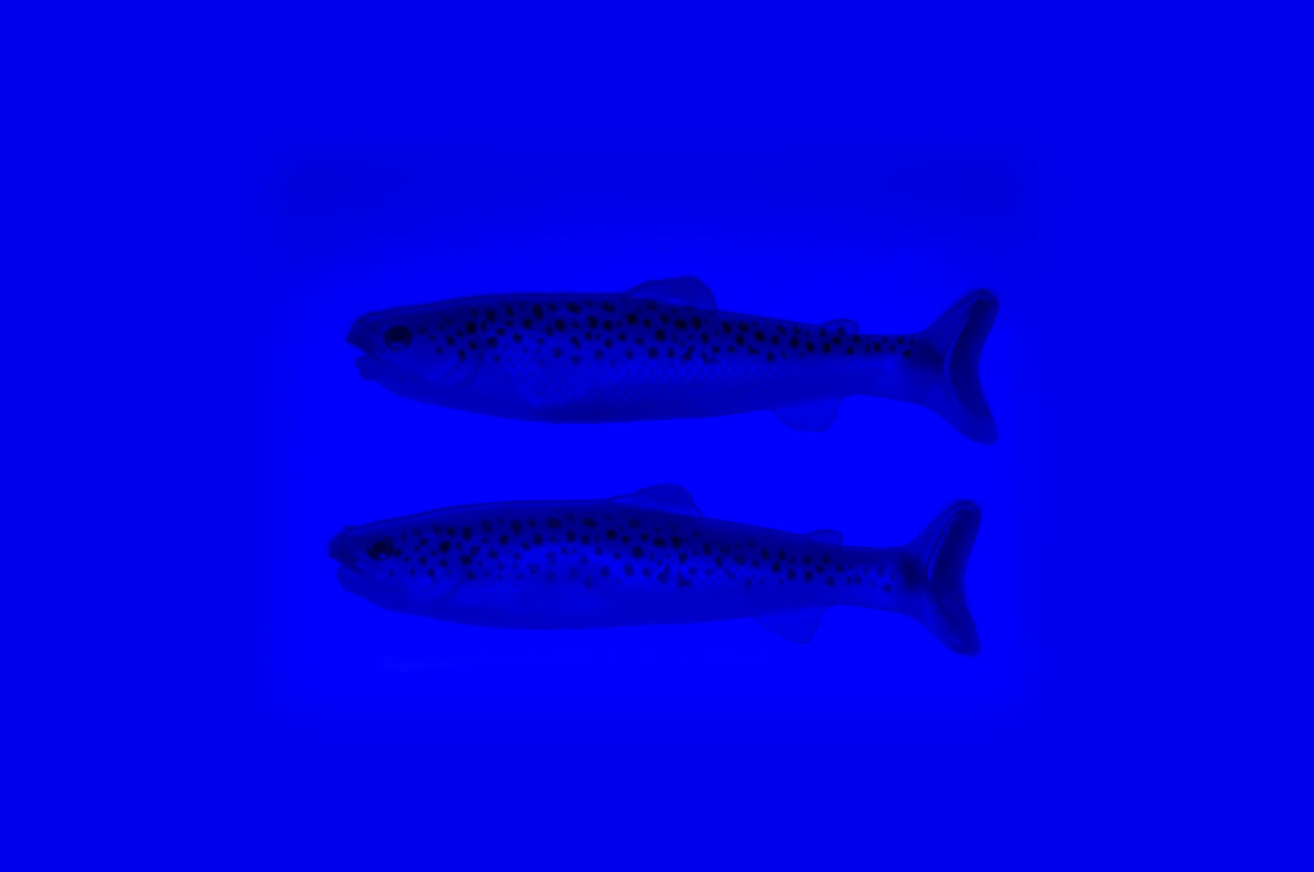 PulseTail Trout - Lake Trout 15cm (2Stk/Pkg)