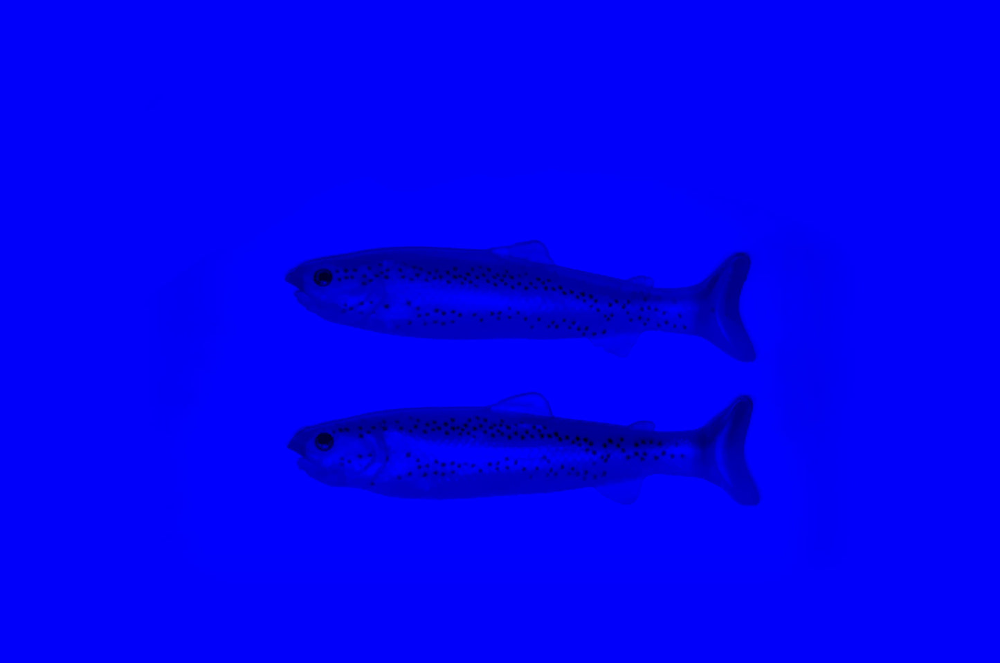 PulseTail Trout - Rainbow Trout 15cm (2Stk/Pkg)